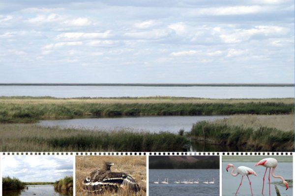 Сарыкопинский заказник